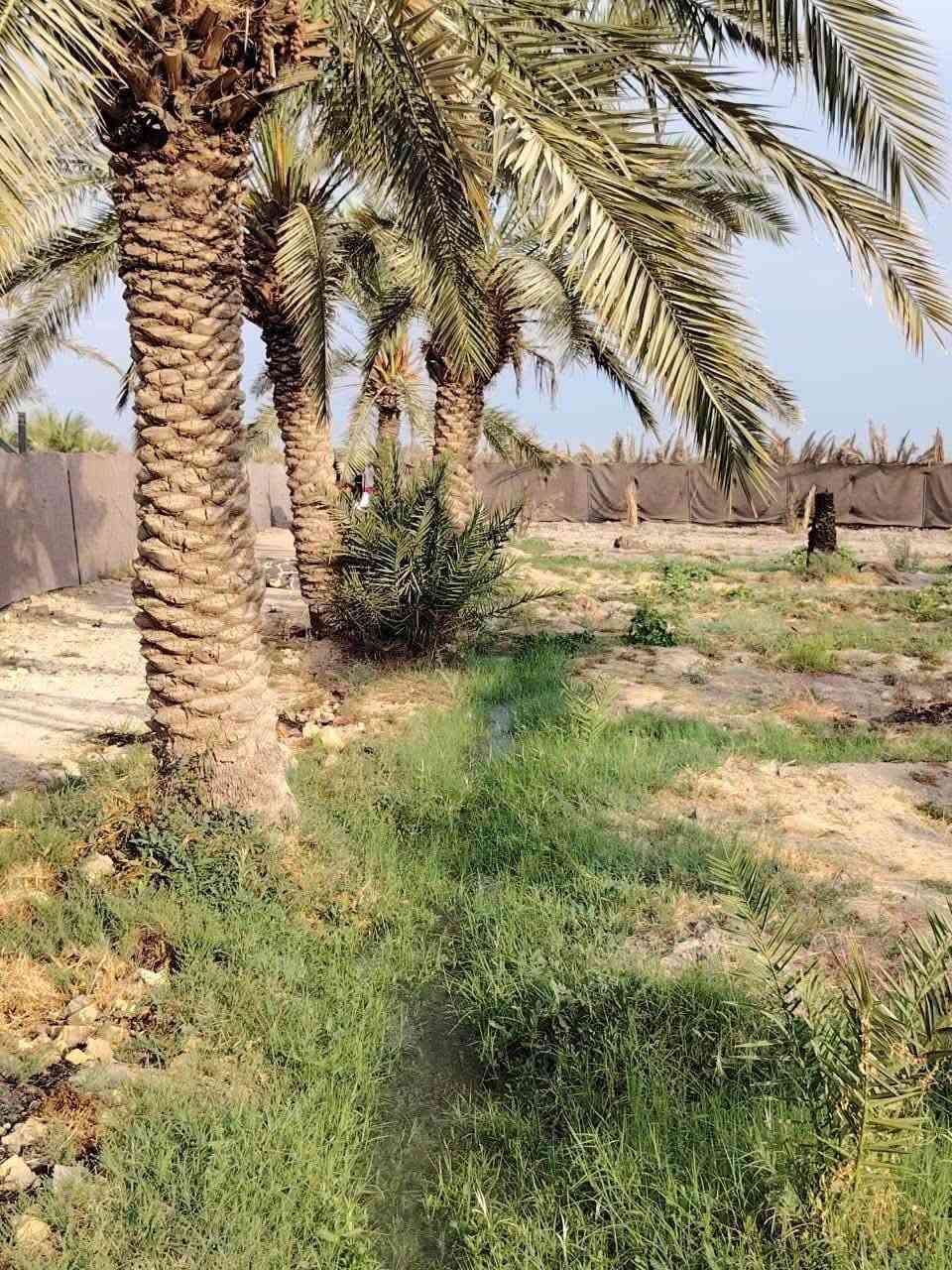 ناحية السديناويه • دونم ونص • ماء دايم