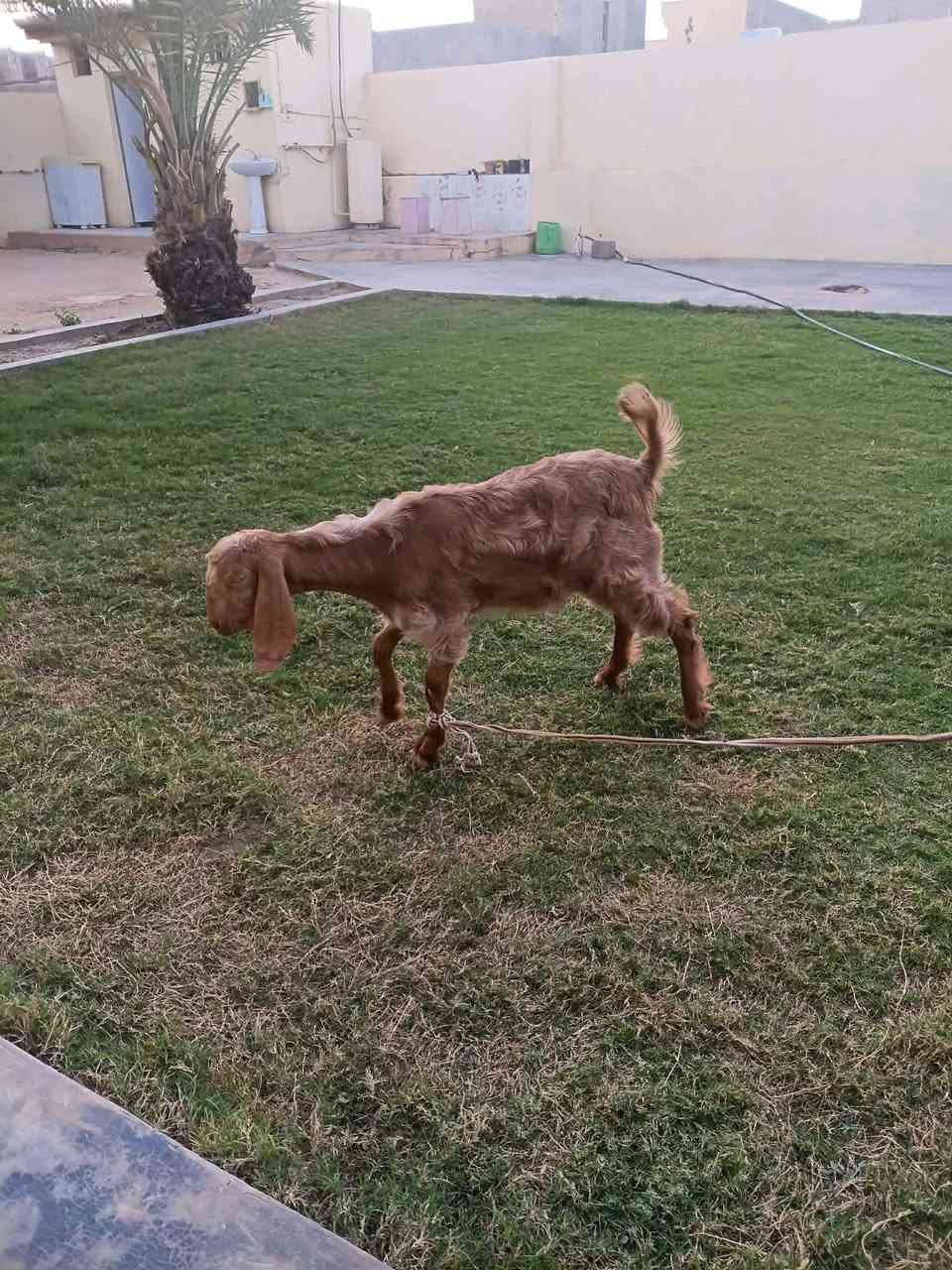 صخله شاميه • حلوه • الكرابله
