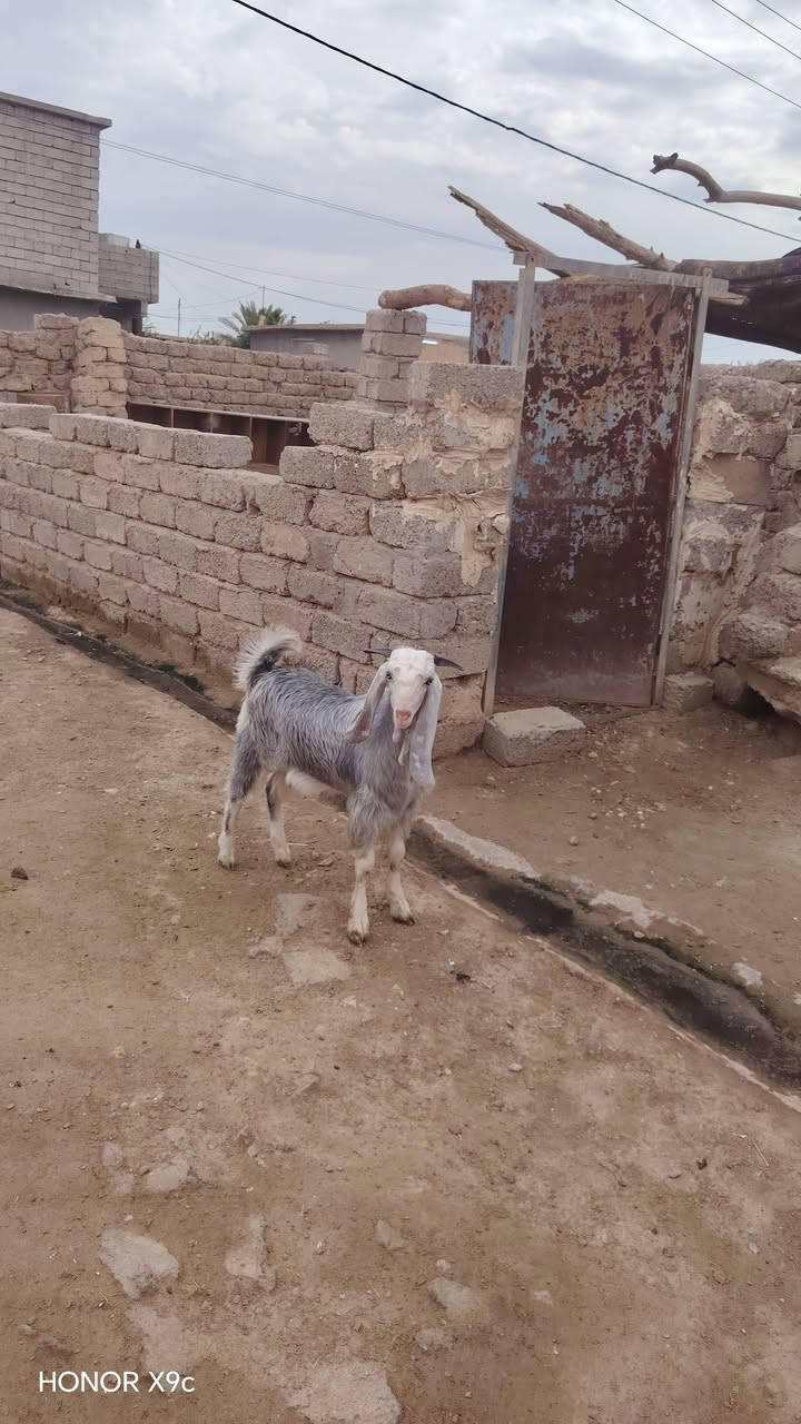 HONOR X9c • هاتف • للبيع