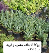نباتات خارجية • مشتل • توصيل بغداد