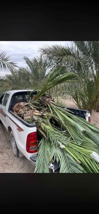 فسيل برحي ومكتوم ومجهول للبيع عدد مفتوح  07510995330