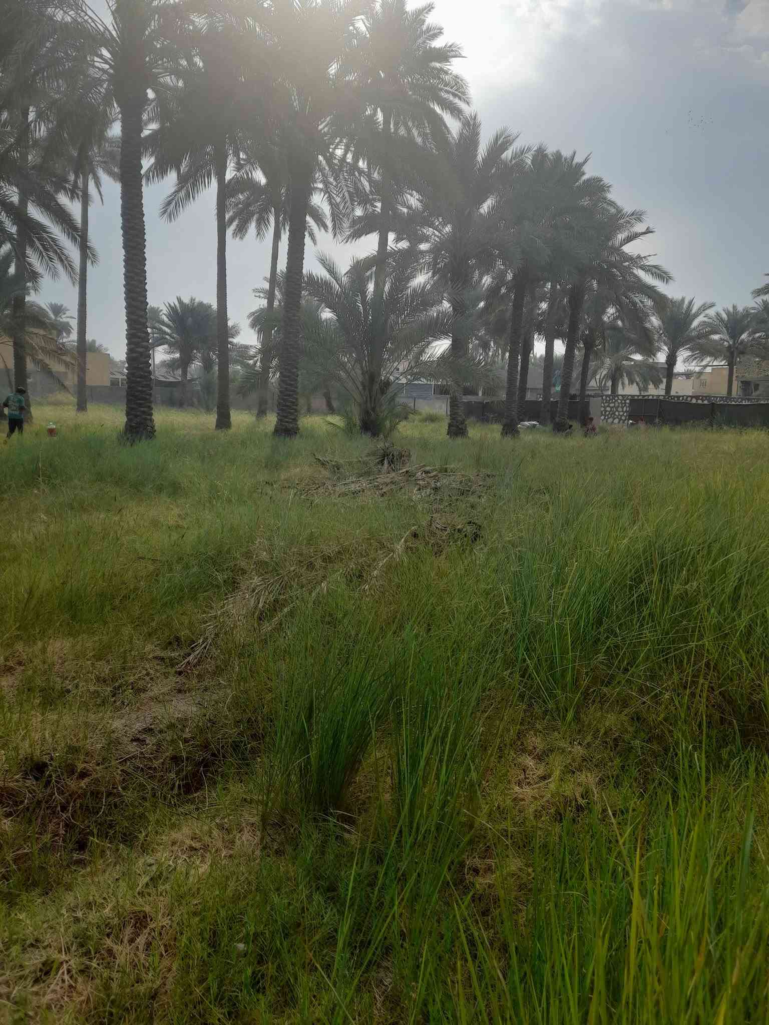 بستان • ٢٩٠٠م • طابو زراعي