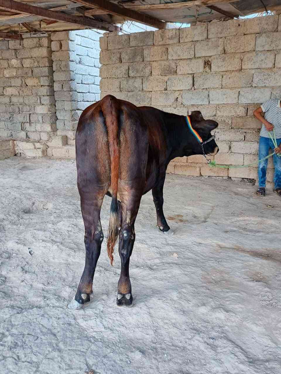 السلام عليكم
اخوان بجر بوكانيه اصليه رقم واحد درجه اولى رقم واحد واحد بوكاني الاصلي عشار كفاله 5 اشهر كفاله هدواه فول فول 
من امهات اصايل ام صره 
حلال يسوه تعبه مال جنيه مال ضم ‏‪***********‬‏
شرقاط قريه شكرا
يوجد خدمه توصيل
