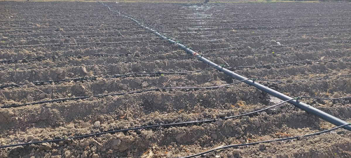 السلام عليكم
منظومه تنقيط للبيع بوري عراقي 
مع مضخه بانزين 3*3 مع الفلتر وباقي الملحقات 
بغداد اليوسفيه ***********
