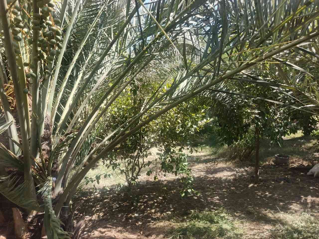 أرض زراعية ٥دونم  طابو زراعي معه دار سكني ٤٠٠ واجه شارع ٢٢ متر شارع العام حله بغداد معه بستان نخيل وحمضيات كهرباء وماء وماء للسقي للاستفسار بابل محاويل شارع حله بغداد مقابل محطه وقود التفاحه ***********/
***********
