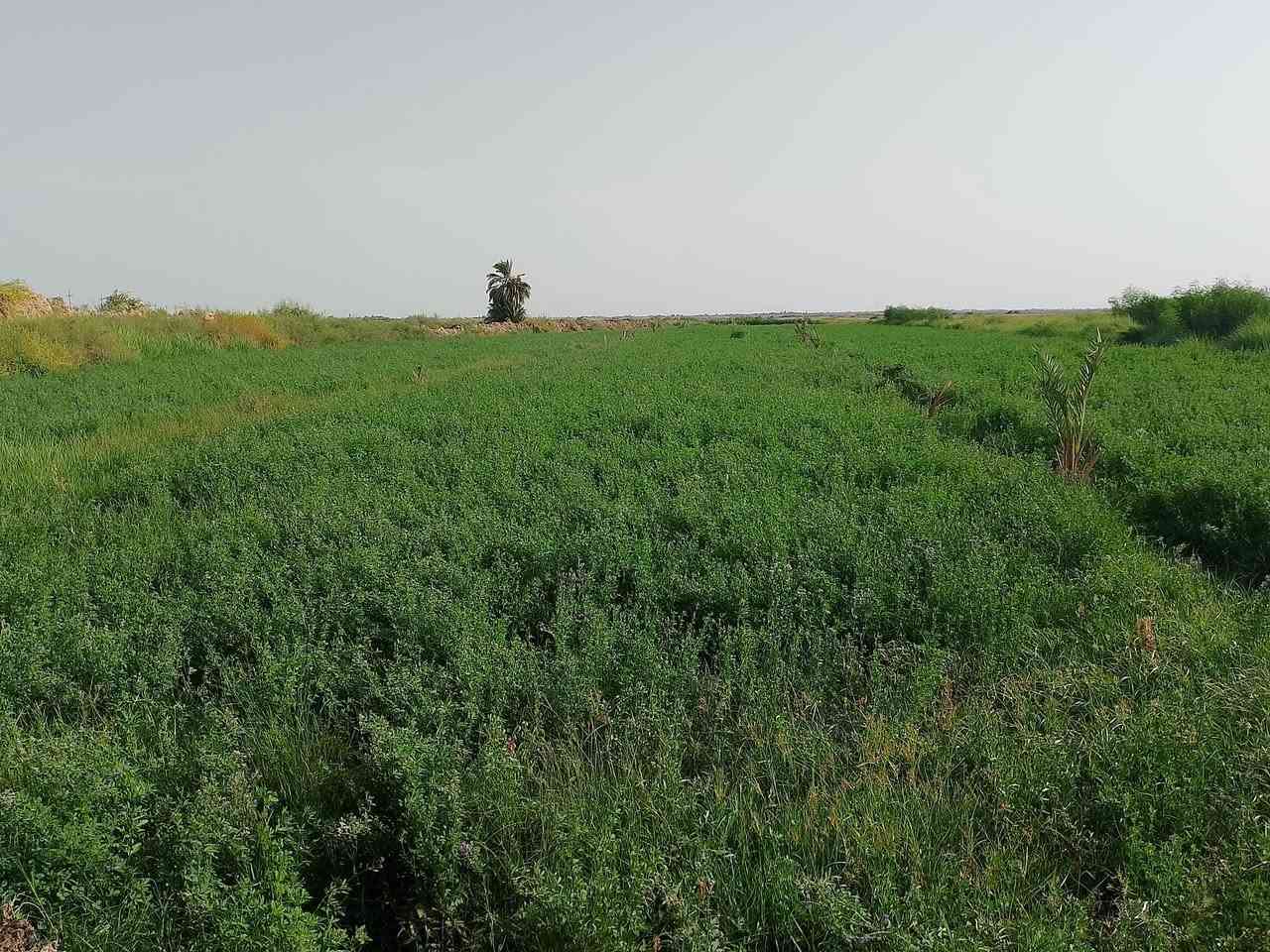 اكثر من دونمين ونصف جت قرب معمل الطابوك
التواصل ***********
