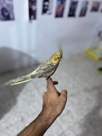 كوكتيل • أليف • مخلف