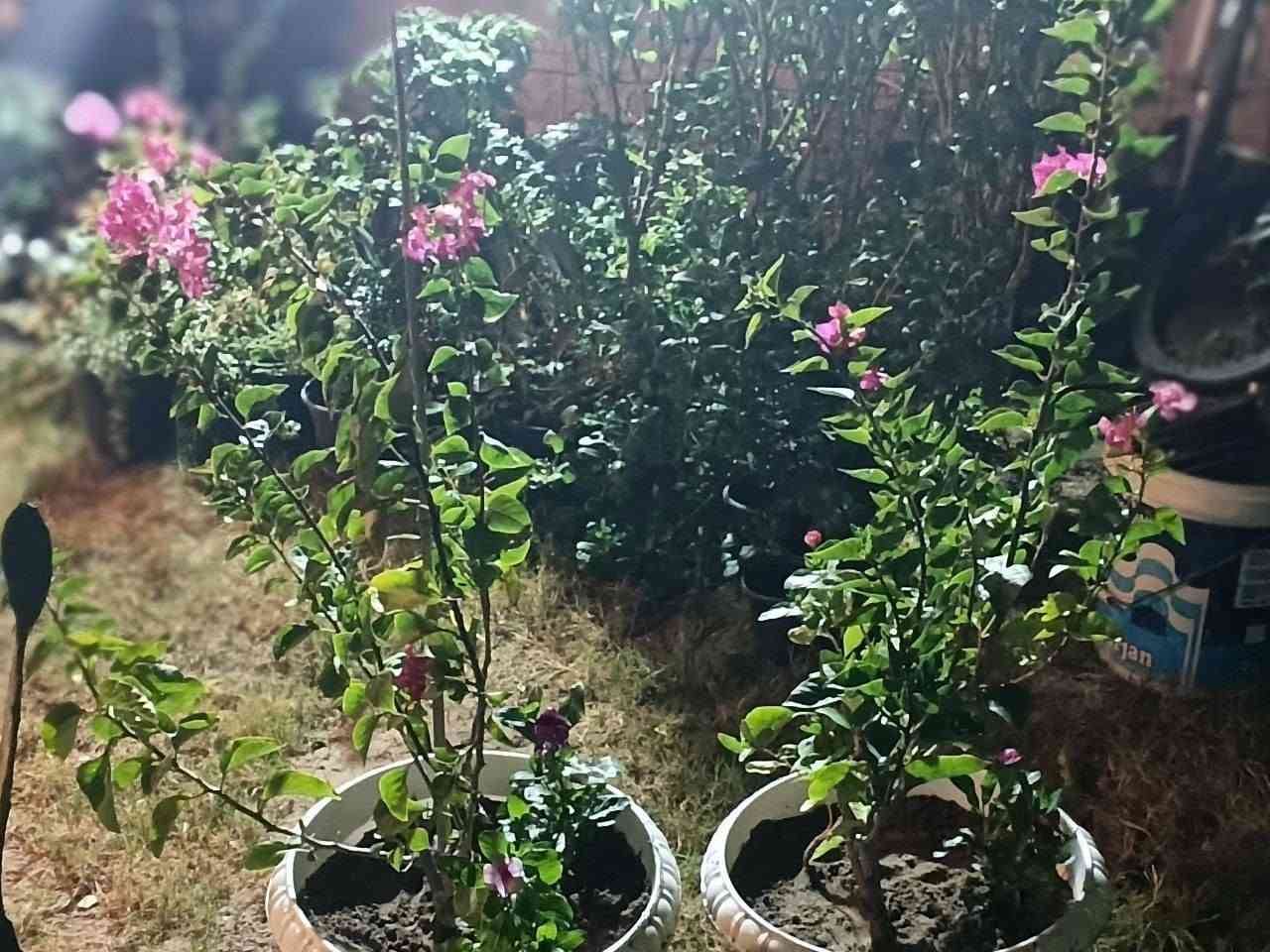 جهنميه متسلق بسندانه بلاستك كبيره 
ب١٢ الف
