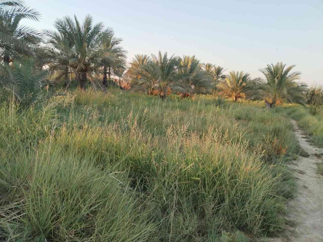 أرض زراعية • ٤ دونم ونص • قرية الرواشد