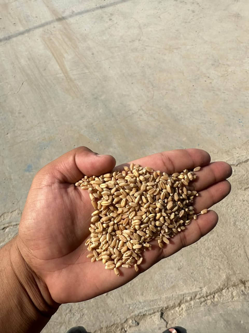 🌾 مكتب المياحي للتجهيزات الزراعية يعلن عن وصول حنطة صنف الوفية 🌾

✅ نقاوة 100%
📦 بنت المغلفات
🔒 متعهدة ومشروطة
⭐ نوعية ممتازة ومضمونة

📍 متوفرة الآن لدى مكتب المياحي للتجهيزات الزراعية

📞 للطلب والاستفسار:
***********
***********

📍 النجف الأشرف – ناحية الحرية
