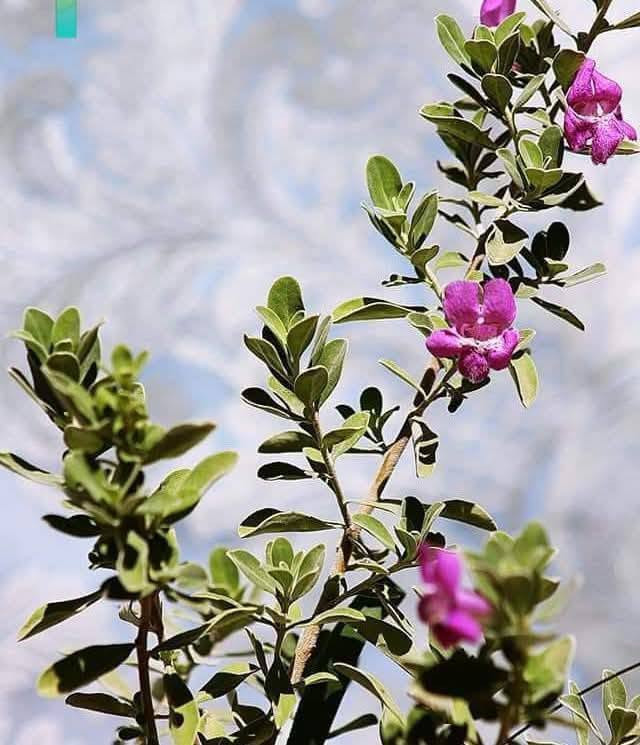 🌿 السلام عليكم ورحمة الله وبركاته 🌿 يوفر مشتل أوركيد الخضراء
✨ حارس التكساس – جمال وحماية لحديقتك 💜
إذا تريد نبات دائم الخضرة، سريع النمو ويتحمل أجواء العراق ☀️🌿 فحارس التكساس اختيار جميل جداً!
💜 أزهاره باللون الأرجواني تضيف لمسة راقية وجميلة للحديقة.
☀️ يتحمل أشعة الشمس والحرارة والجفاف.
🌱 سريع النمو ويعطي كثافة جميلة مع الوقت.
🏡 مناسب جداً لعمل سياج للحديقة وزيادة الخصوصية والجمال.
🍃 دائم الخضرة ويخلي حديقتك حلوة طول السنة.
📏 الارتفاع: 70 سم
💰 السعر: 8,000 دينار فقط
🌿 ازرعه اليوم، ومع النمو راح تحصل على سياج أخضر وأزهار أرجوانية تخلي حديقتك أجمل بكثير 💜

✨للحجز والاستفسار يرجى مراسله الصفحه او واتساب ***********
✨العنوان /بابل المحاويل 
✨يتوفر لدينا خدمه توصيل لجميع محافظات العراق 🚛
