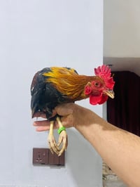 ديك • للبيع • الدولاب المركز