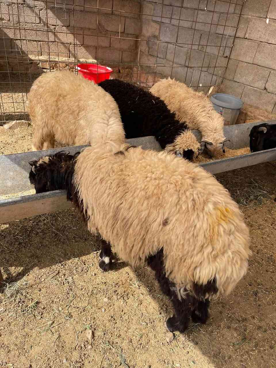 ٣ طليان • فطيمة • قريه جريجب