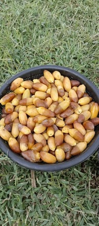 تمر • ٤كيلو • نضيف