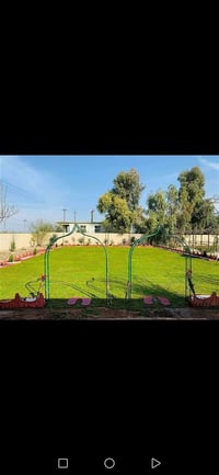 ثيل هندي • توصيل مجاني • أصلي