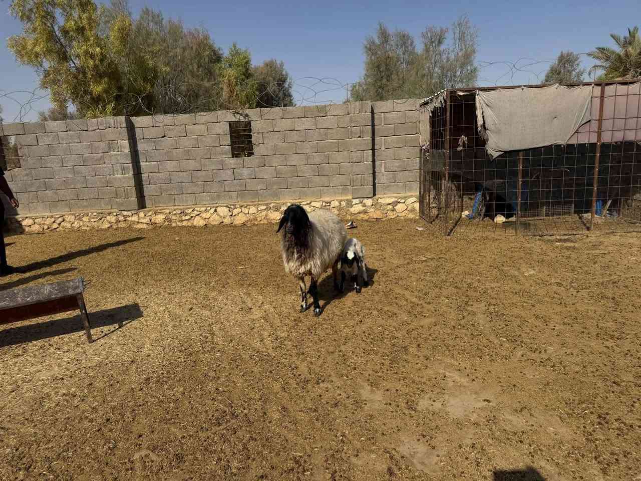 السلام عليكم
اخوان نعجه وراها خروف طابته طب من لحليب مكفوله من كل عيب سن وشطر نصاح فول صور سنونها بل منشور عدال وخشانه وحلاه سعرها ٦٦٥ وبيها مجال مكان حديثه *********** يوجد توصيل حسب لاتفاق
