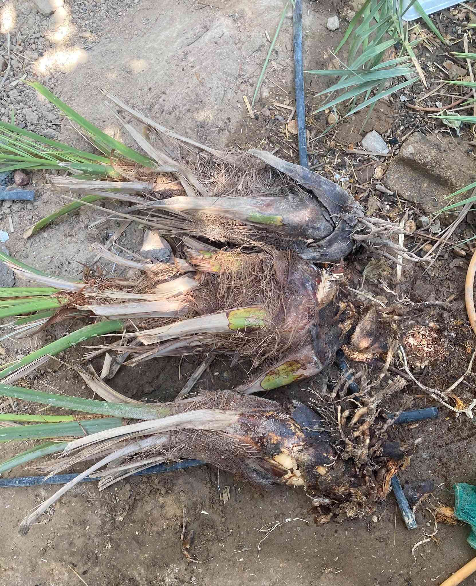 السلام عليكم متوفر زيتون عنة
الزيتون المطاول ١٠٠٠

والزيتون الخستاوي١٧٥٠

وبصل (فسقة )  جديدة سعر كيلوين ١٧٥٠

فسائل نخل  خستاوي مقلوعة بشكل صحيح والفطام غير متضرر وبيهه جذور شكل التمر الأم منزلة وية الصور 

للحجز مراسلة الصفحة اومراسلة الرقم ‭***********‬

ويوجد  توصيل  عنة 

الرمادي وبغداد للزيتون

نص مكتوب في الصور:
- زيتون حسباوي 175
- خستاوی ۱۷۵۰ خشن
- زيتون مطاول الكيلو