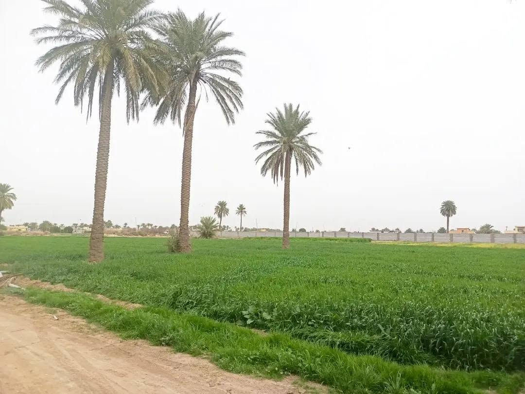 دونمين طابو ملك صرف ثاني يوم تحويل بسمك كاملة المواصفات كهرباء بوري مي جواها أو تبليط لعدة واصل مكانها أبو غريب غرب جامع عثمان بن عفان للستفسار (***********)👍
