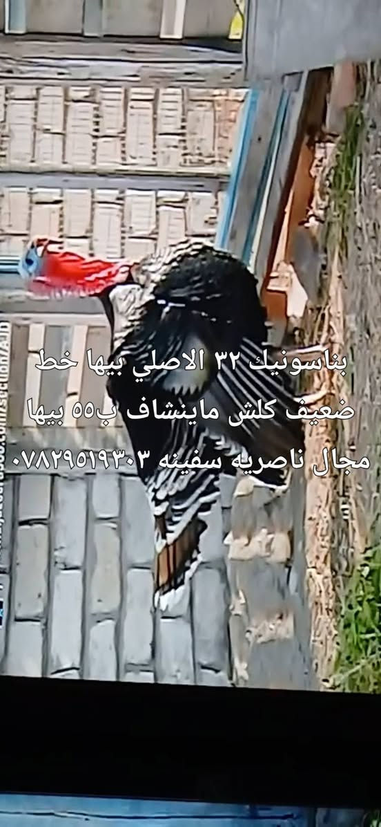 السلام عليكم ٤ شاشات للبيع ناصريه سفينه السعر بيه مجال للشراي ***********

نص مكتوب في الصور:
- سامسوك ٣٢ بدون نت ب ٦٥ ناصريه سفينه ***********
- بناسونيك ٣٢ الاصلي بيها خط ضعيف كلش ماينشاف ب ٥٥ بيها مجال ناصريه سفينه ***********
- اونكس ٣٢ نتها تكيل ٨٥ وبيها مجال ناصريه سفينه ***********
- ناصريه سفينه الشاشه ٨٥ وبيها مجال الاوناكس ام انت بسس تكيله بالنت ***********
- الوثائقية
- المنشورات سوق هرج الناصريه الرسمي $$$ مجهول الهويه ٩ س السىام عليكم عندي بلازمات اثنين حجم ٣٢ واحده ام النت اونكس سمارت لكن النت عايز برمجه بالماوس وماعرف ابرمجه على اليوتوب السعر ٨٠ والثانيه بدون نت سعر١٨٧٥ وبيهن مجال صورهن كلش حلوات وقويات مكاني ناصریه مركز منطقة السفينه على الشط للاستفسار واتساب *********** أعجبني تعليق مشاركة مجموعات ذات صلة كروب أهالي الناصرية العام للبي... ٦٣ ألف عضو • ١٠ منشورات فأكثر ... انضمام كروب بنات الناصريه كافه لبيع... ٣٣ ألف عضو • ١٠ منشورات فأكثر ... انضمام غرف مستخدم وجديد في النا... اكتب تعليقا عاما...