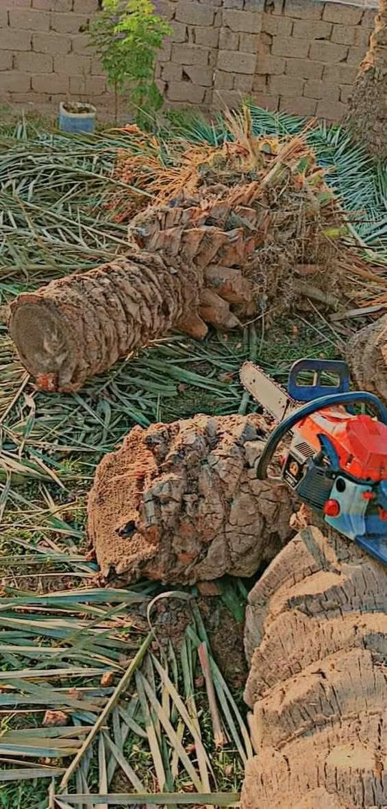 قطع أشجار النخيل ***********
