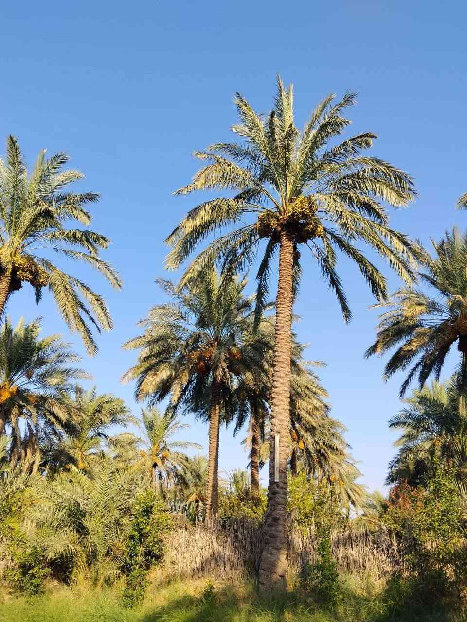 سلام عليكم يوجد بيت للبيع مساحه الف متر يحتوي على 2غرف نوم واستقبال ومطبخ وحولي وصحيات طابو زراعي سند25 إقرار محكمة العنوان بغداد الراشديه قرب كاظم العلي الاتصال على الرقم ***********
