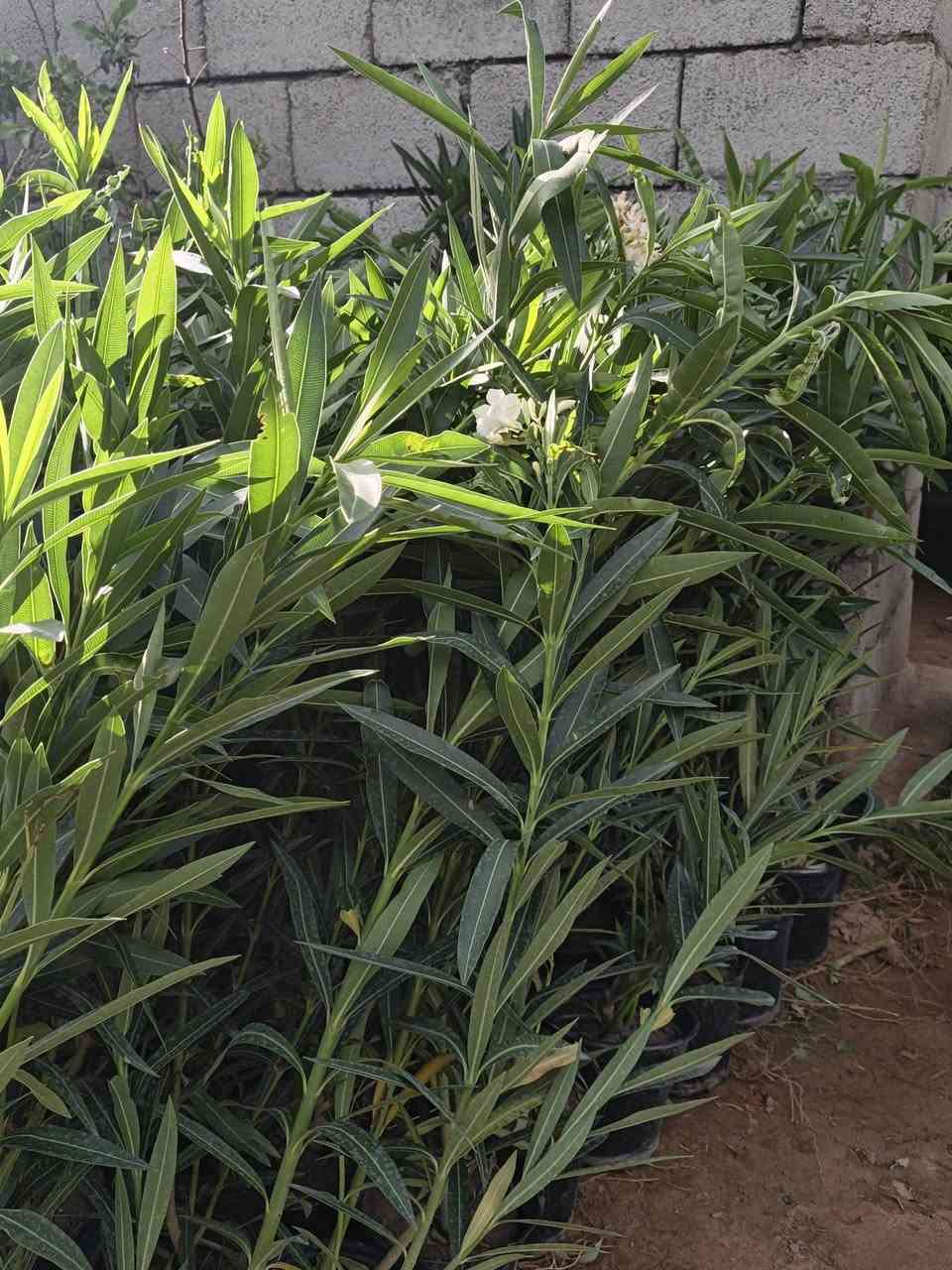 مشتل بغداد • يوسفي • ورد جوري