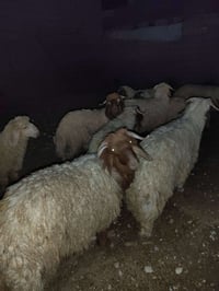 طليان • بشعير • طوز جمهورية