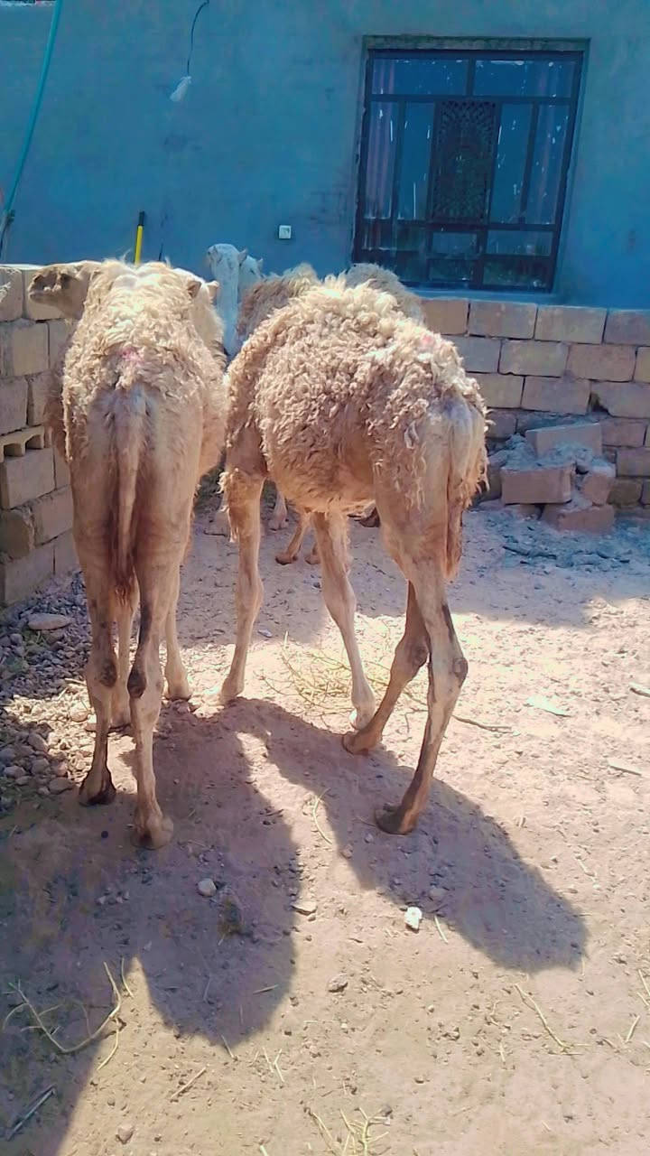 بعران للبيع يرهمن كصابة ويرهمن ربط  المكان تكريت البوعجيل  الاستفسار على الرقم التالي ***********
