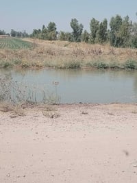 الحويجه البكاره • ٤ قطع • ٢٠٠م