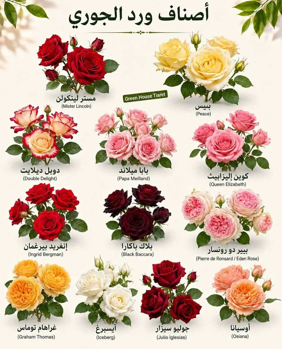 يتوفر لدينا ورد جوري عراقي قديم عطري 
للحجز والاستفسار مراسلة الصفحه أو الواتساب يوجد توصيل لجميع محافظات العراق 
***********
