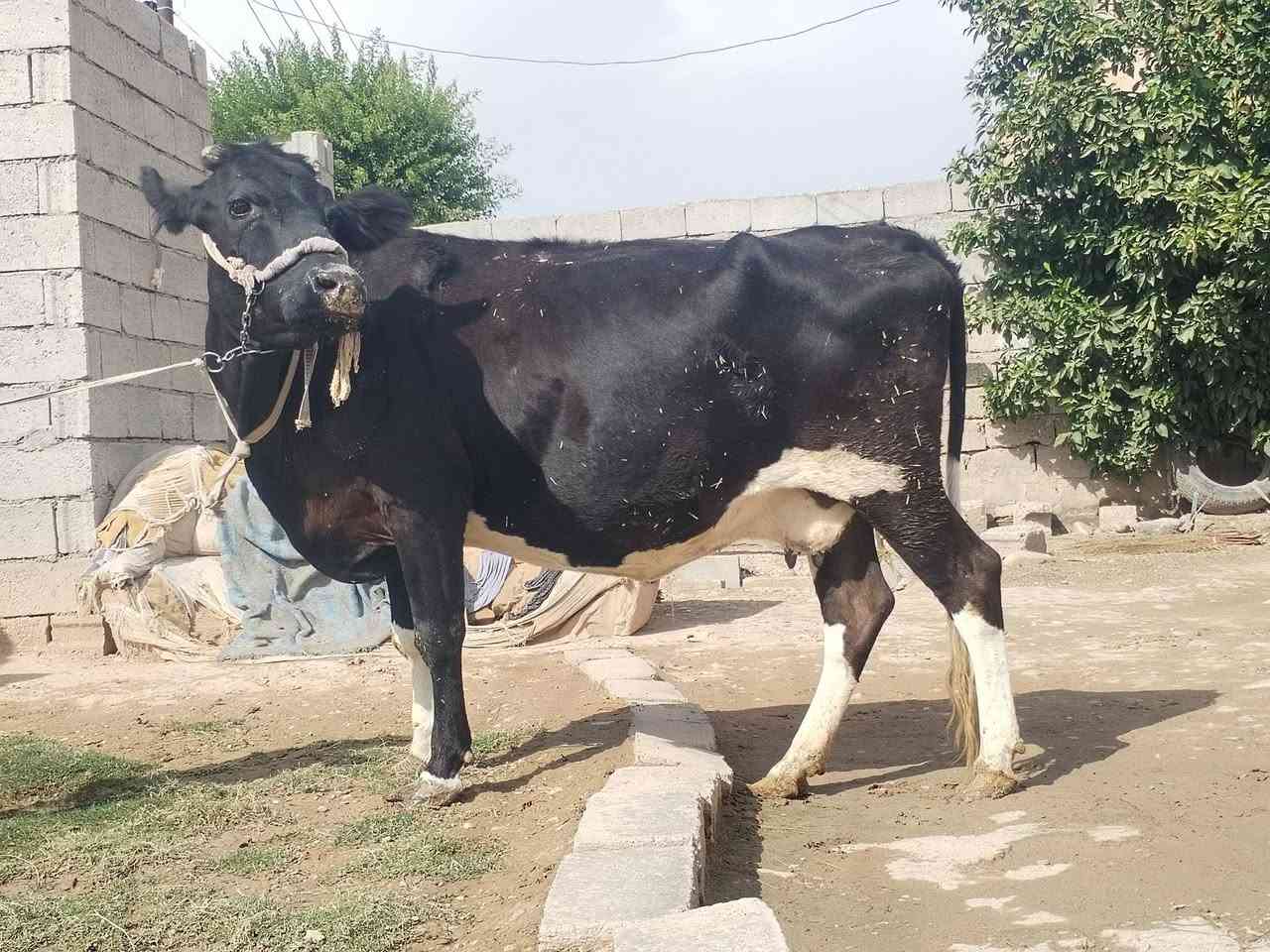 بقرة • حليب • ناحية الزاب