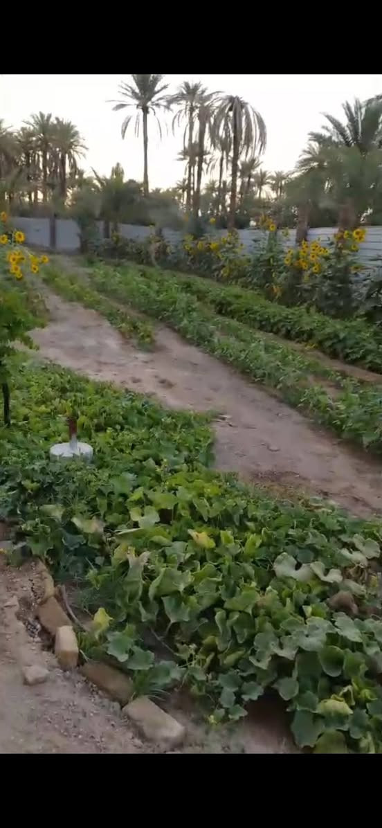 مزرعة وبداخلها بيت للبيع
مزرعة للبيع 1500 متر مع بيت 200 متر يحتوي على غرفتين نوم وصالة واستقبال قياس الاستقبال 7×4 متر وحولي على طول البيت
قرب سيطرة أم الهوى الرغيلة عامود 312 قرب طريق الزوار تتوفر كافة الخدمات
السعر 175 وبي مجال بسيط سند 25 مفروزة بأسم المالك
للتواصل والاستفسار ارجو مراسلتنا واتساب ***********
نحيطكم علماً لانستقبل الاتصالات المباشرة راسلنا واتساب وتدلل
