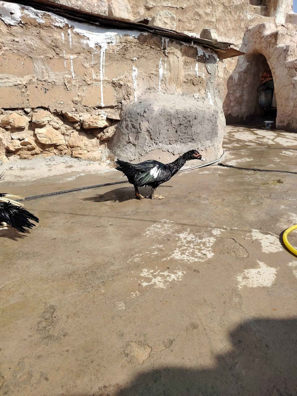 بط مصري • طيور