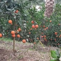 ياالله للبيع دوانم في بغداد منطقه الراشديه  جنس العقاري سند ٢٥ تحويل ب...