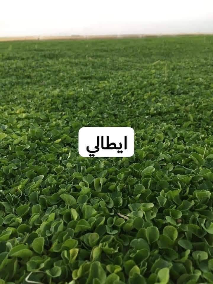 ثيل هندي درجه أوله للبيع و إيطالي و فرنسي  لاستفسار يوجد لدي كادر عمل فرش حدائق ***********

نص مكتوب في الصور:
- هندي
- ايطالي
- فرنسي