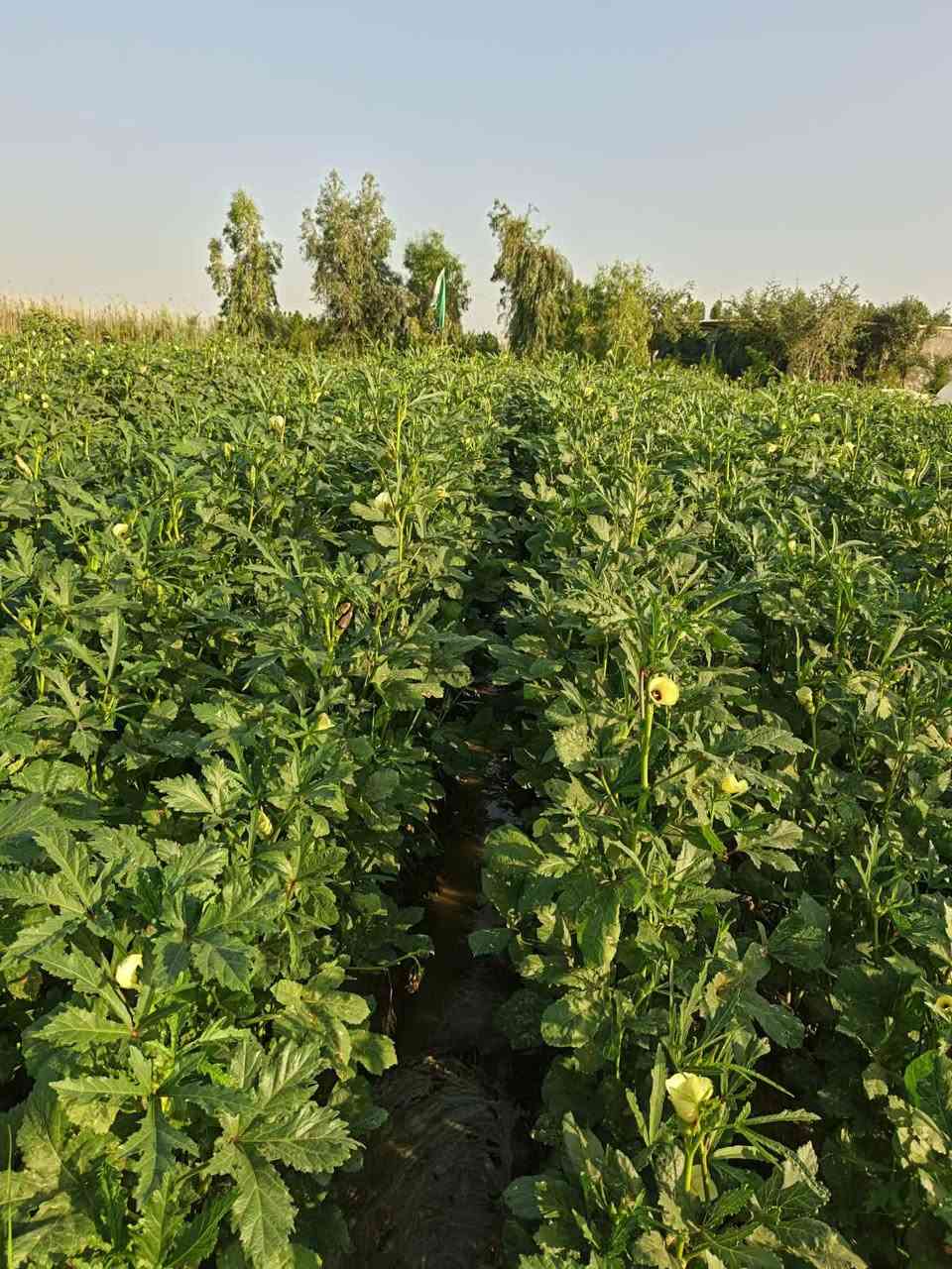يوجد بذور بانيه عبير جيل ثاني متعهد بيه لعنوان بابل المسيب
***********

***********
