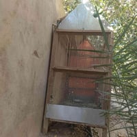 قفص • قرب صيدليه الرواد