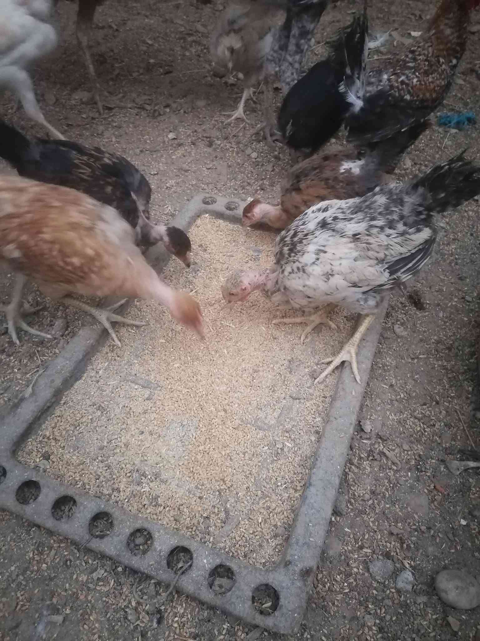 متاح فراريج عرب ابو ركيبه عدد ١٢ مكان برطله سعر زوج ١٦ عمر ٤تشهر
