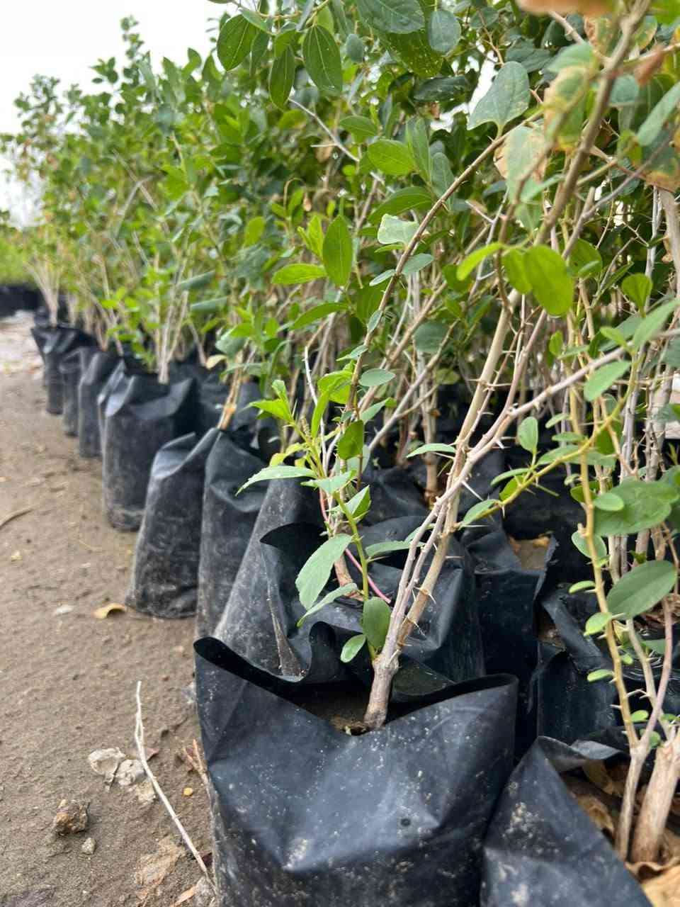 سدر نبك • حشري • النجف الاشرف