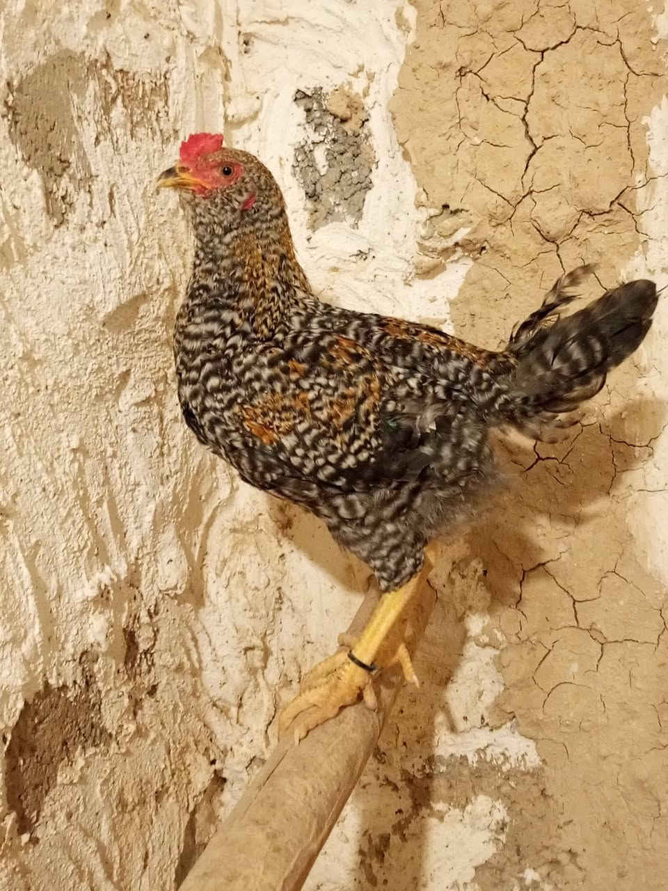 گوپن • باڕۆکی • ڕزگاری