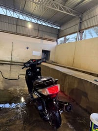 سكنس فحل • نوزل • مكفوله
