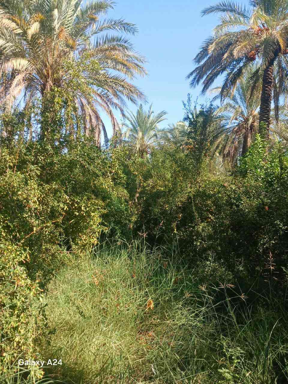 السلام عليكم بستان للبيع المساحة 2000م بقريه علوان الحديد خلف جامع الإمام علي يحتوي على أشجار برتقال وليمون ورمان ونخيل عدد النخيل ١٥ نخله تقع على شارع رئيسي وامامها نهر صب وتروى على السيح تصلح سكن وحقول
السعر 🔥 للاستفسار الاتصال ع الرقم ***********

نص مكتوب في الصور:
- Galaxy A24
