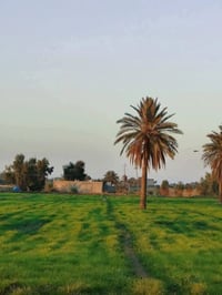 العيساوية • ١٤دونم • ماء وكهرباء