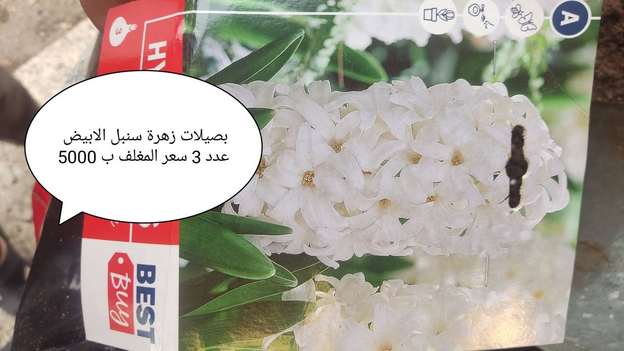 مغلفات زهور • بصيلات نرجس • موصل البلديات