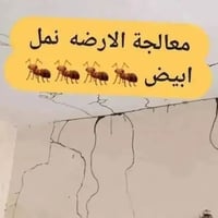 مكافحة الأرضة • نمل أبيض • رش مبيدات