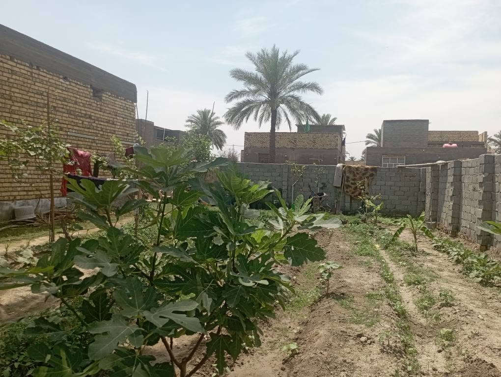 يا الله سلام عليكم 420متر ملك صرف زراعي حق التصرف موقع أثار بابل حي المرتضى شار الصيدلي للبيع موقع مميز كافت الخدمات متوفره سعر 145 يتوفر أرض 2دونم واجهه شط وجهه جدول بابل مكان هدوء موقع مميز ترفيهي سعر 240مليون الي يحب يتواصل رقم الهاتف ***********  يتوفر قطع اراضي نصف دونم حلة, بابل
