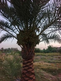 ارض زراعي • دونمين وربع • كافة الخدمات