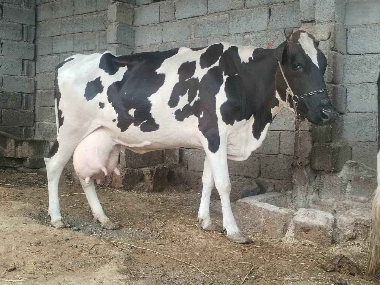 بقرة • حليب مضمون • دسامة