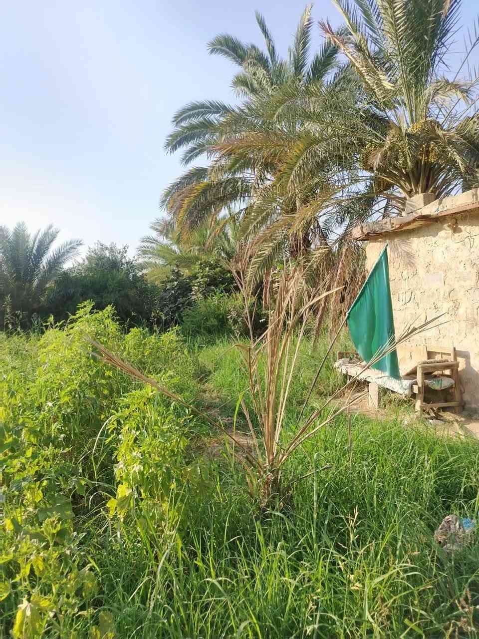 🌴 دونم زراعي للبيع – فرصة مميزة 🌴
📍 الموقع: المسيب – طريق أبو الجاسم، قرب حي الإمام علي

📐 المساحة: 2500 م²
📜 سند 25 زراعي وتحويل مباشر باسم المشتري
📏 واجهة 40 متر
💧 متوفر ماء إسالة وماء سقي من نهر حلو
⚡ كهرباء ومولد
🛣️ شارع بعرض 7 متر
🌴 يحتوي على بعض الأشجار وأكثر من 50 نخلة
📍 يبعد فقط 250 متر عن التبليط الرئيسي

📞 للاستفسار: ***********
