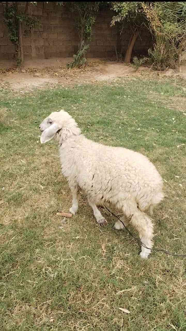 فطيمة • للبيع • بغداد التاجي